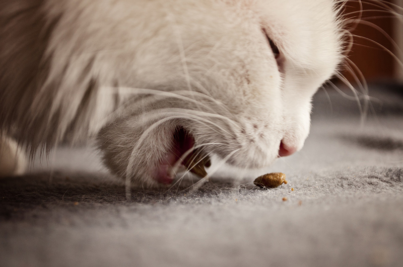 3 Ways to Choose the Best Cat Food for Your Cat