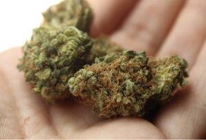 weed